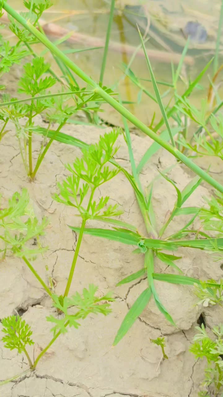 @Asif Ali Jakhrani