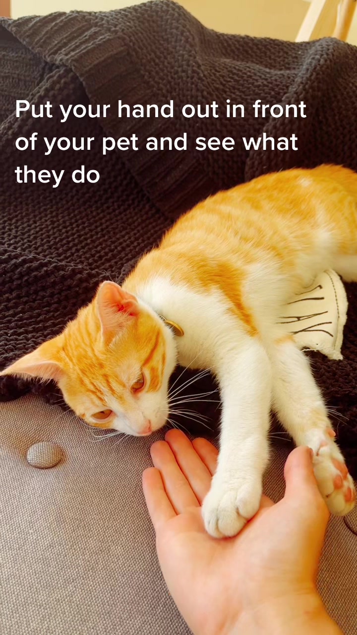 @The Fur Babies 🐈 🐈&zwj;⬛ 🐕