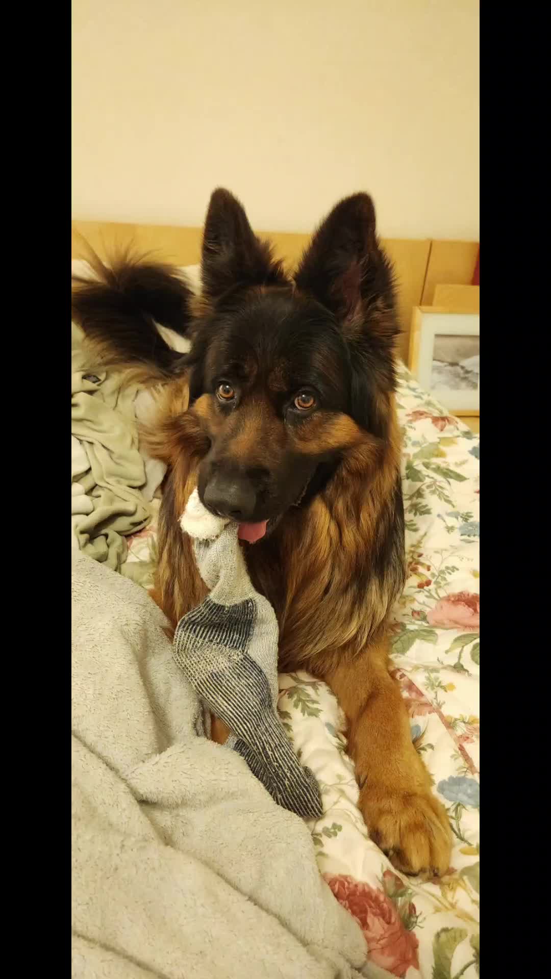@Buzz the German Shepherd