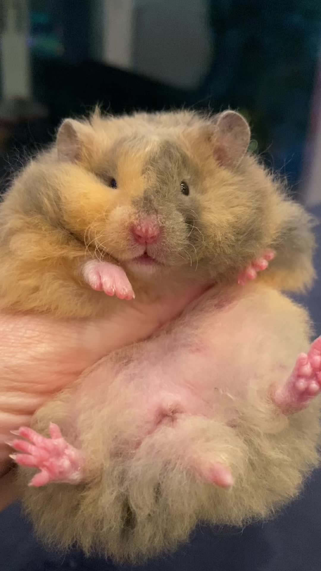 @Poppy Bee Hamstery
