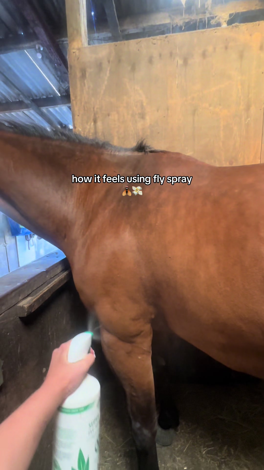 @BlackHeartEquestrian