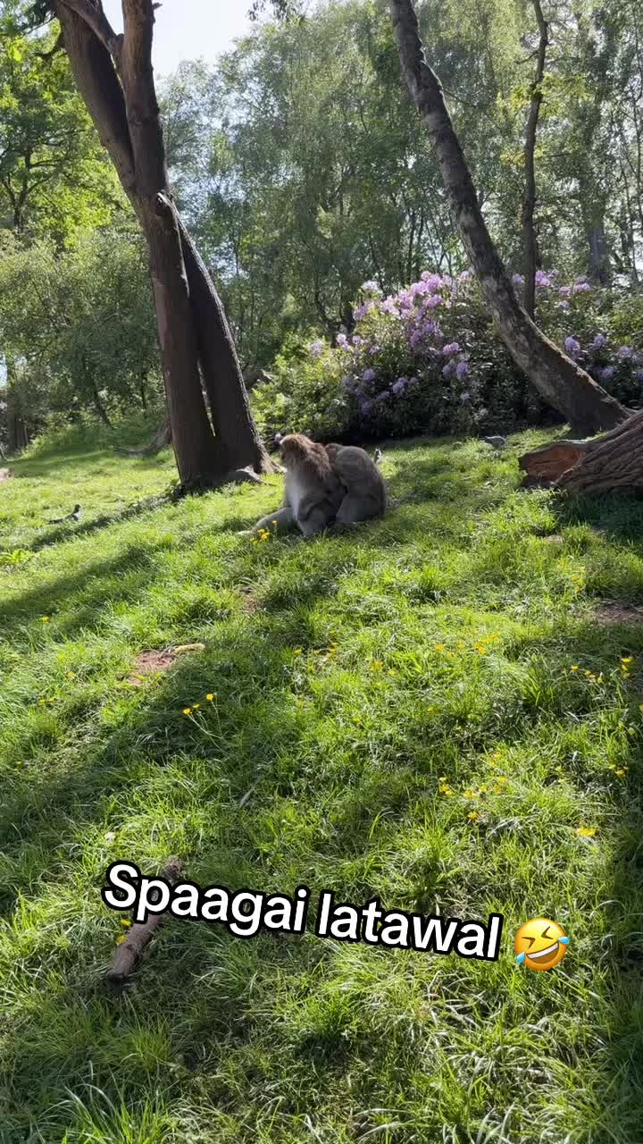 @ش 💚