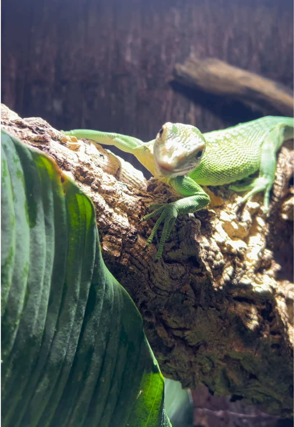 @reptilbewusst