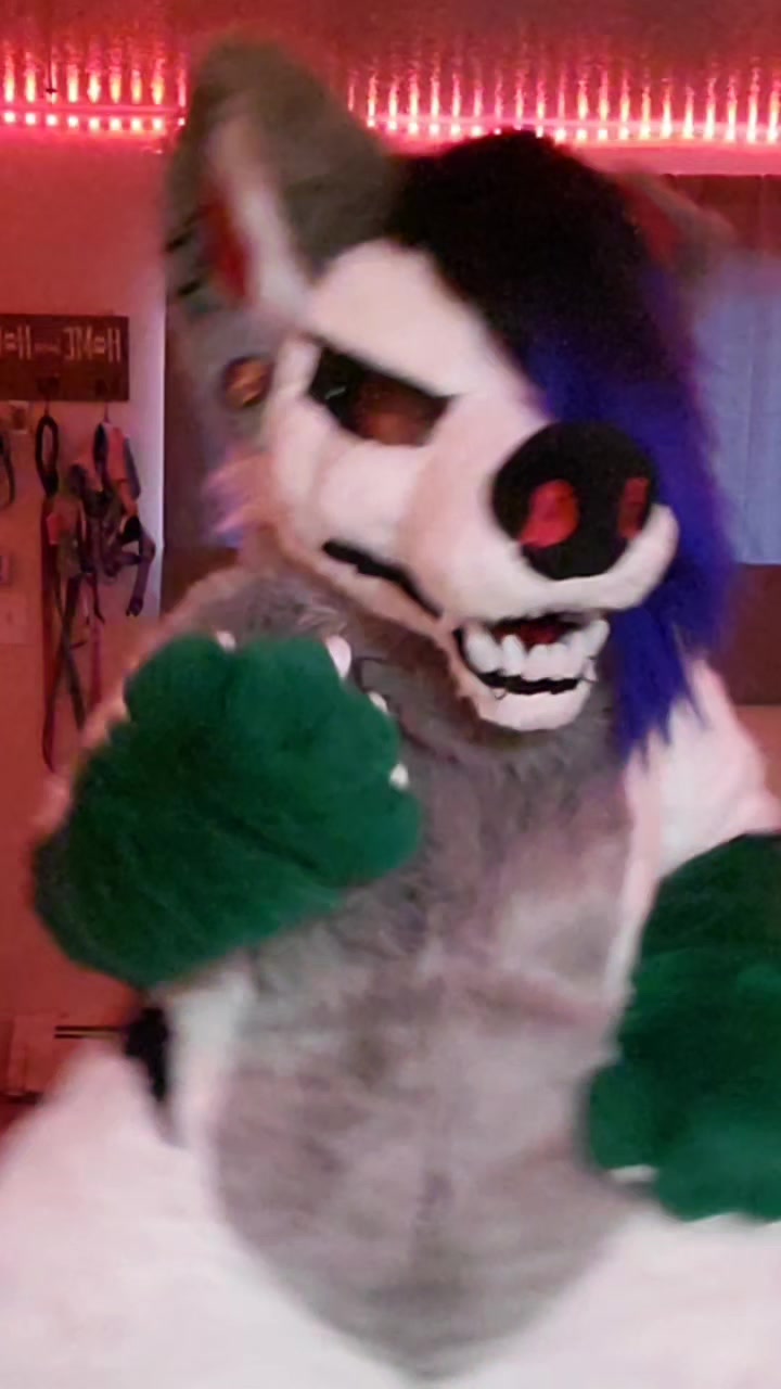 @Luna Husky