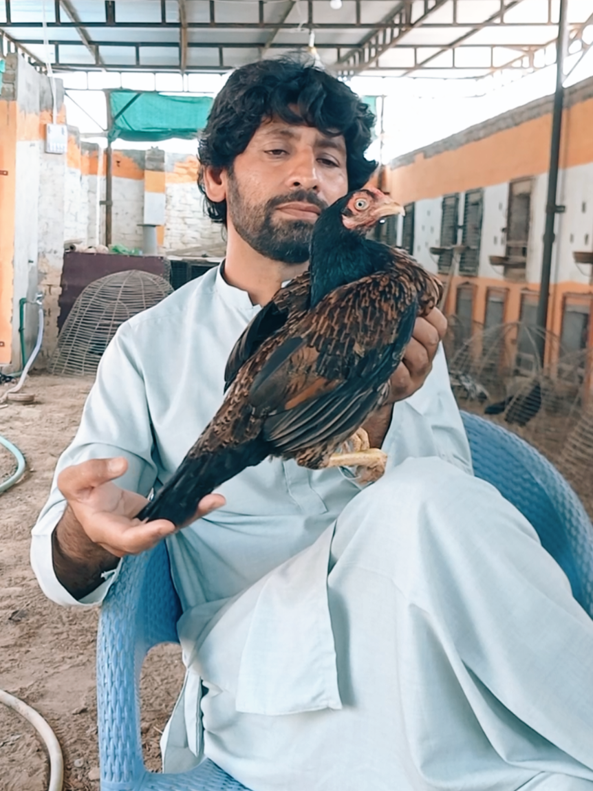 @Sajjad Aseel Farm
