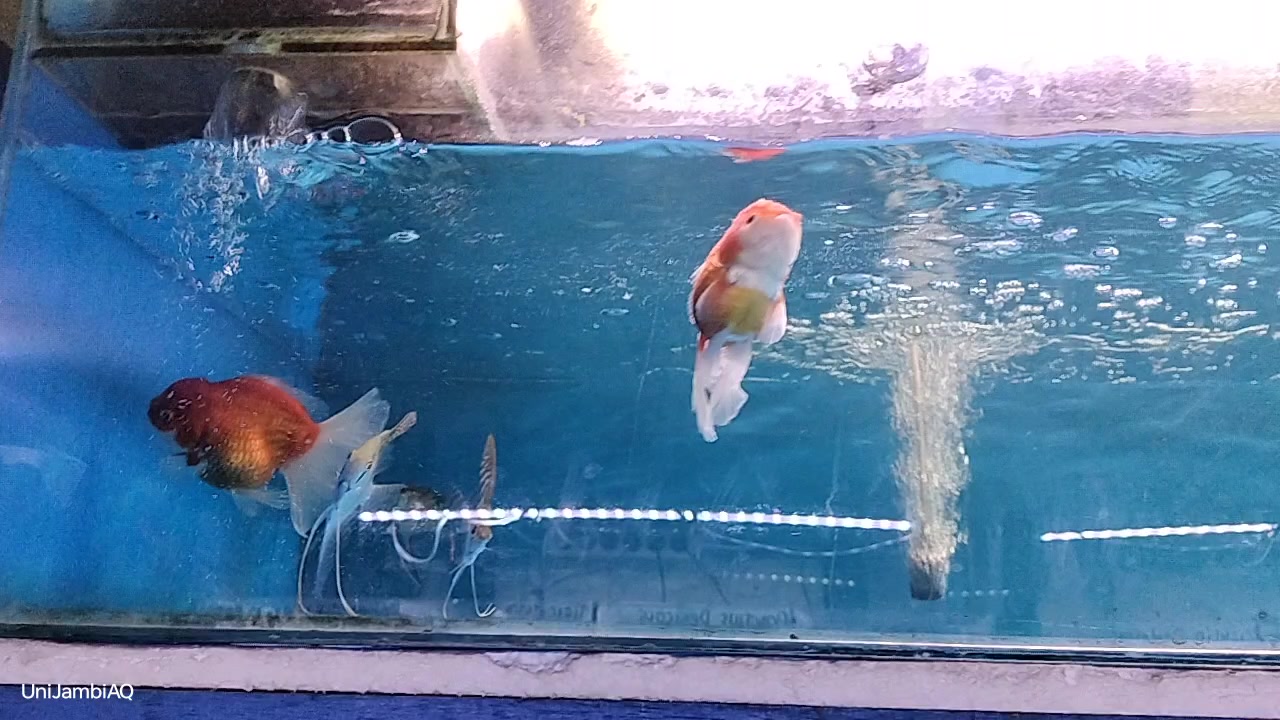 @UniJambi_Aquarium