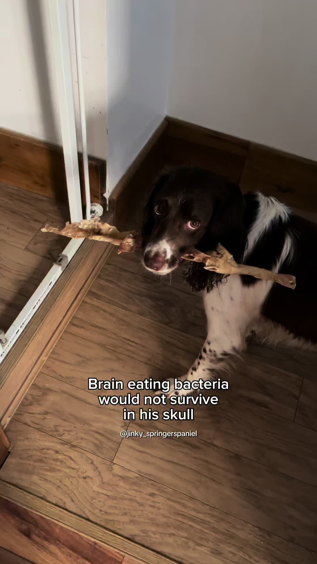 @Jinky Springer Spaniel 🐾 💚