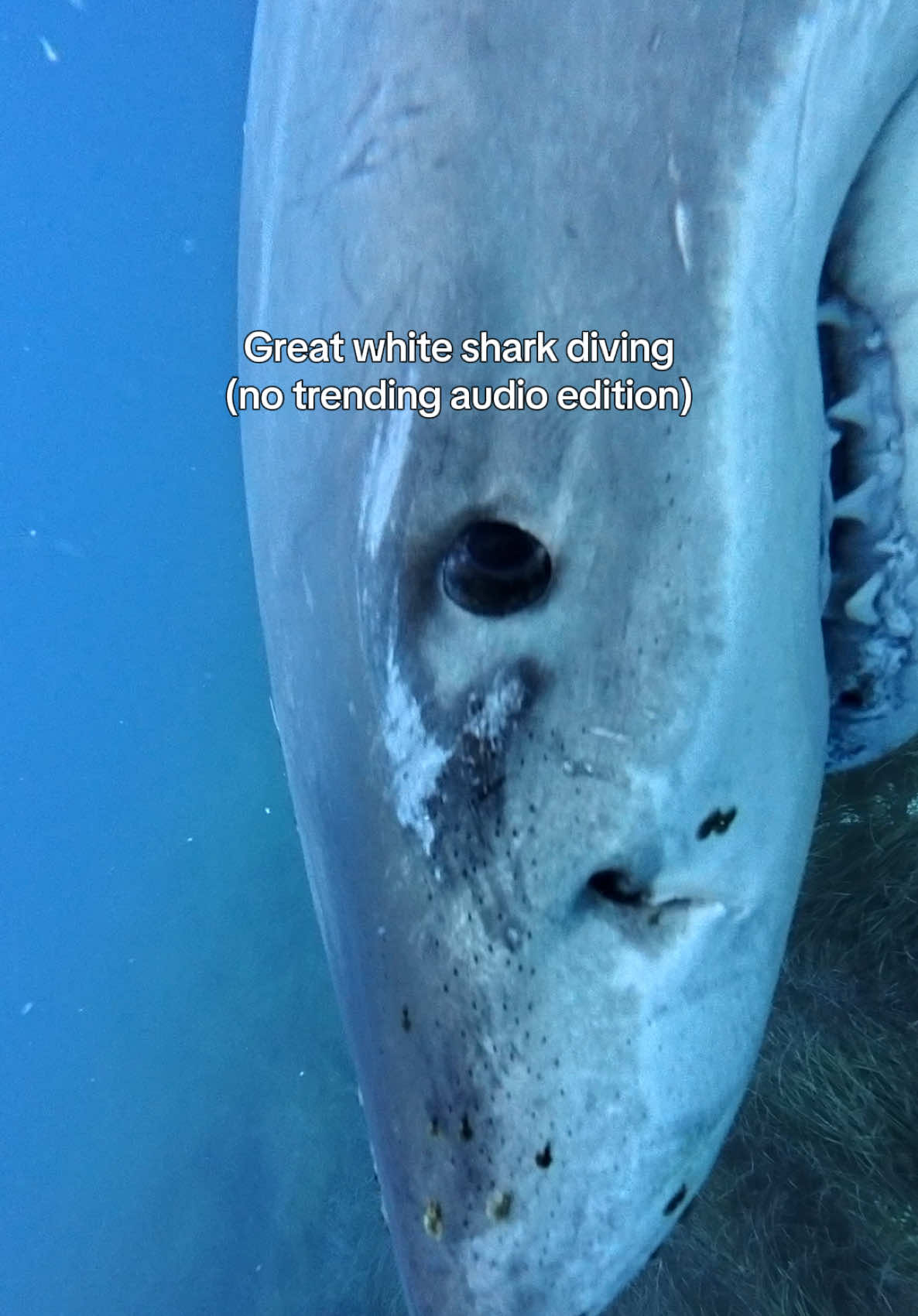 @Kendall | Shark Photographer