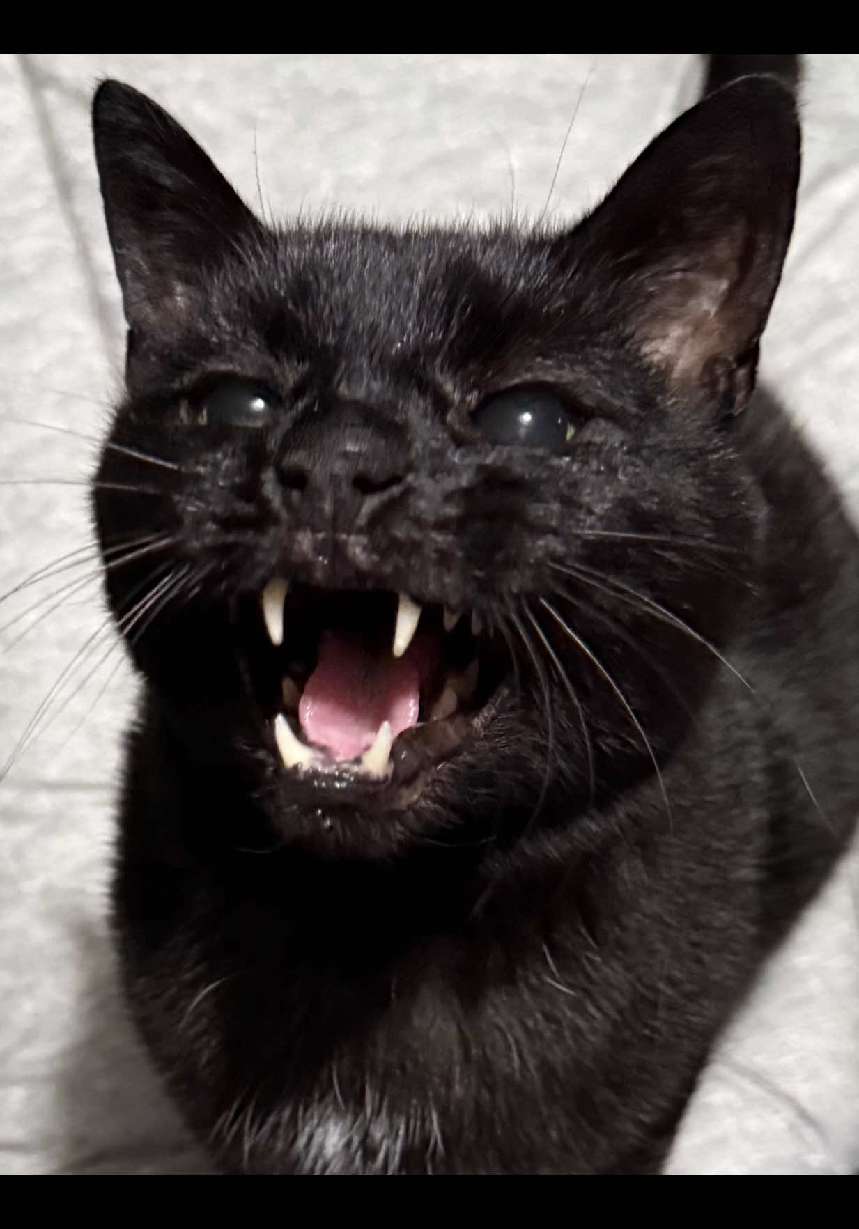 @Teefie_tribe 🐈⬛🐈⬛🐈🦷🦷