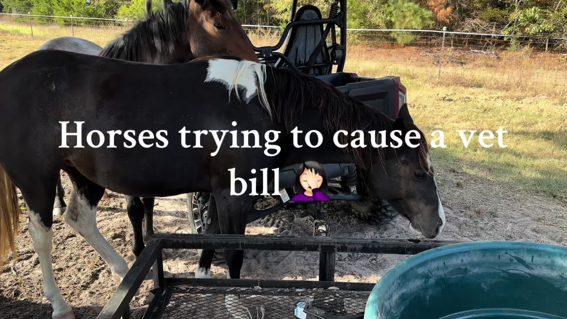 @Kjackson 🐴❤️