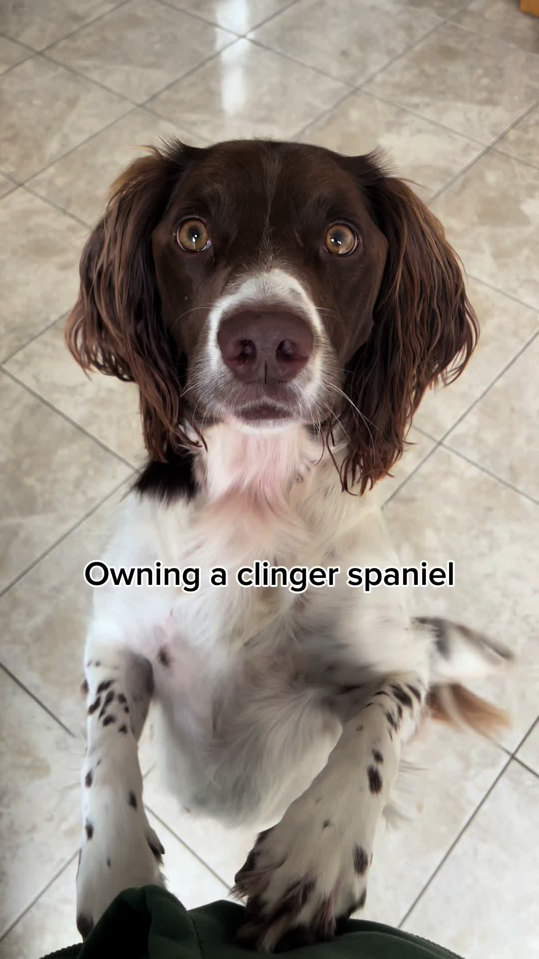 @Jinky Springer Spaniel 🐾 💚