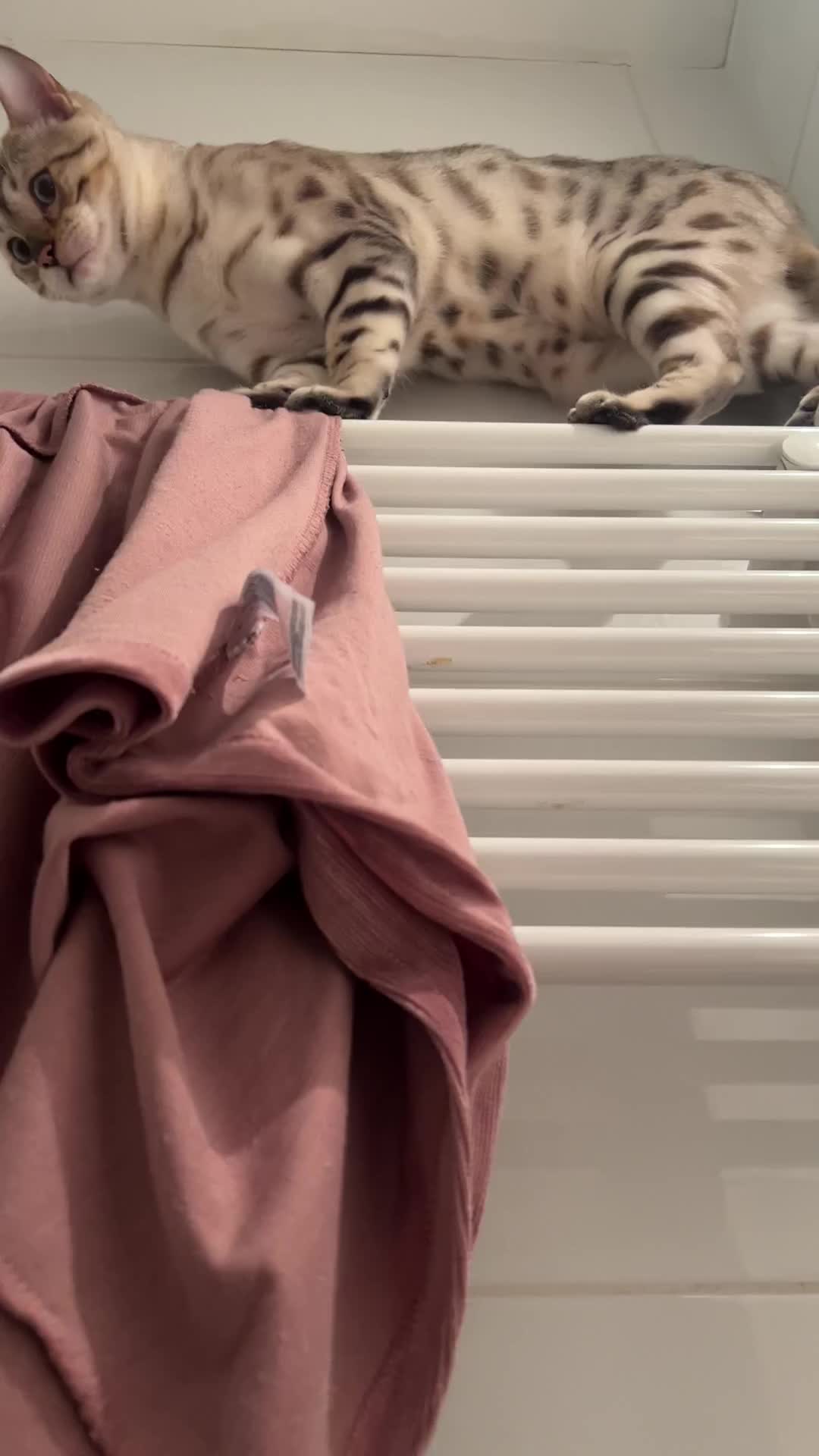 @🐱Aannja93🐱