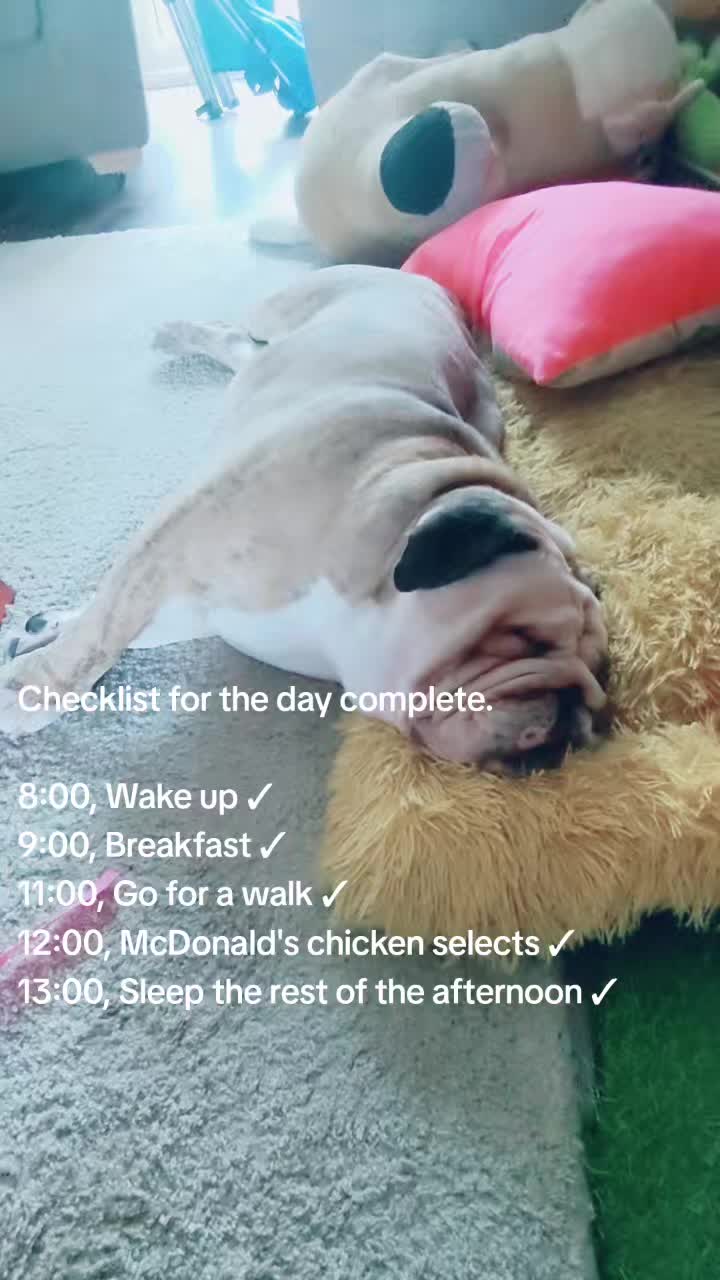 @bulldogCoco