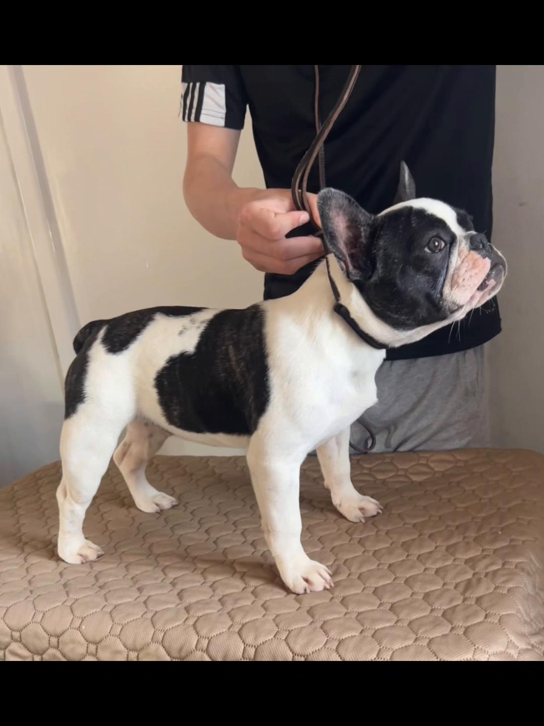 @perfectibull_uk