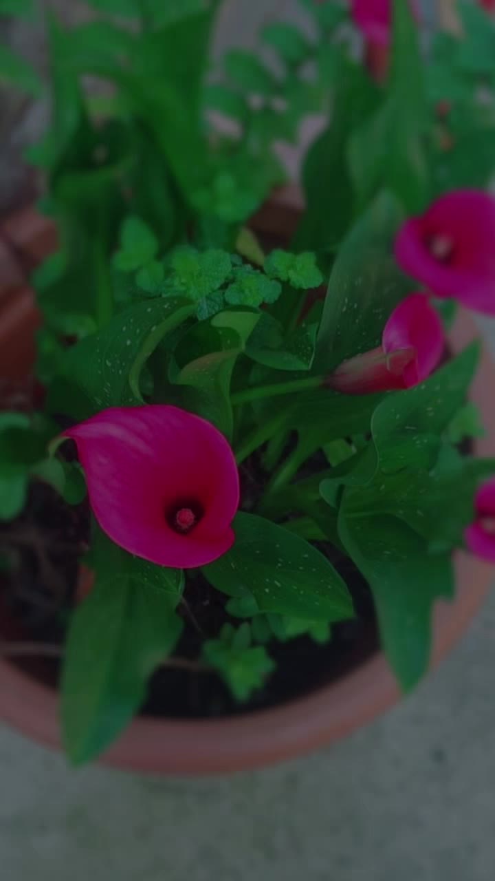 @بنت ابيها 🇲🇦🇪🇦🇬🇧