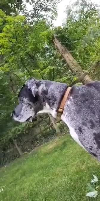 @dogmomof4