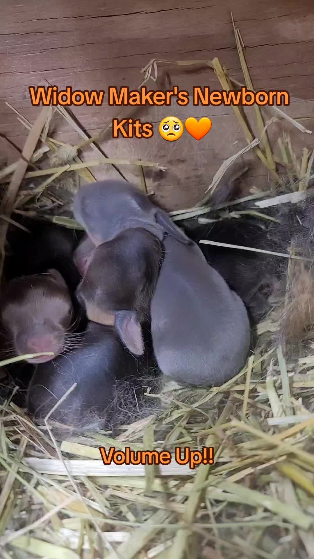 @ToT's Bunny Barn