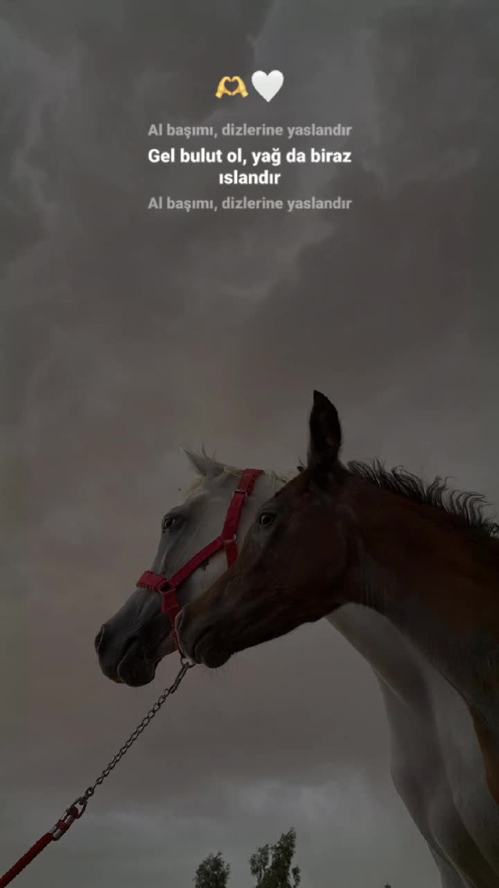 @Su_ayd1225