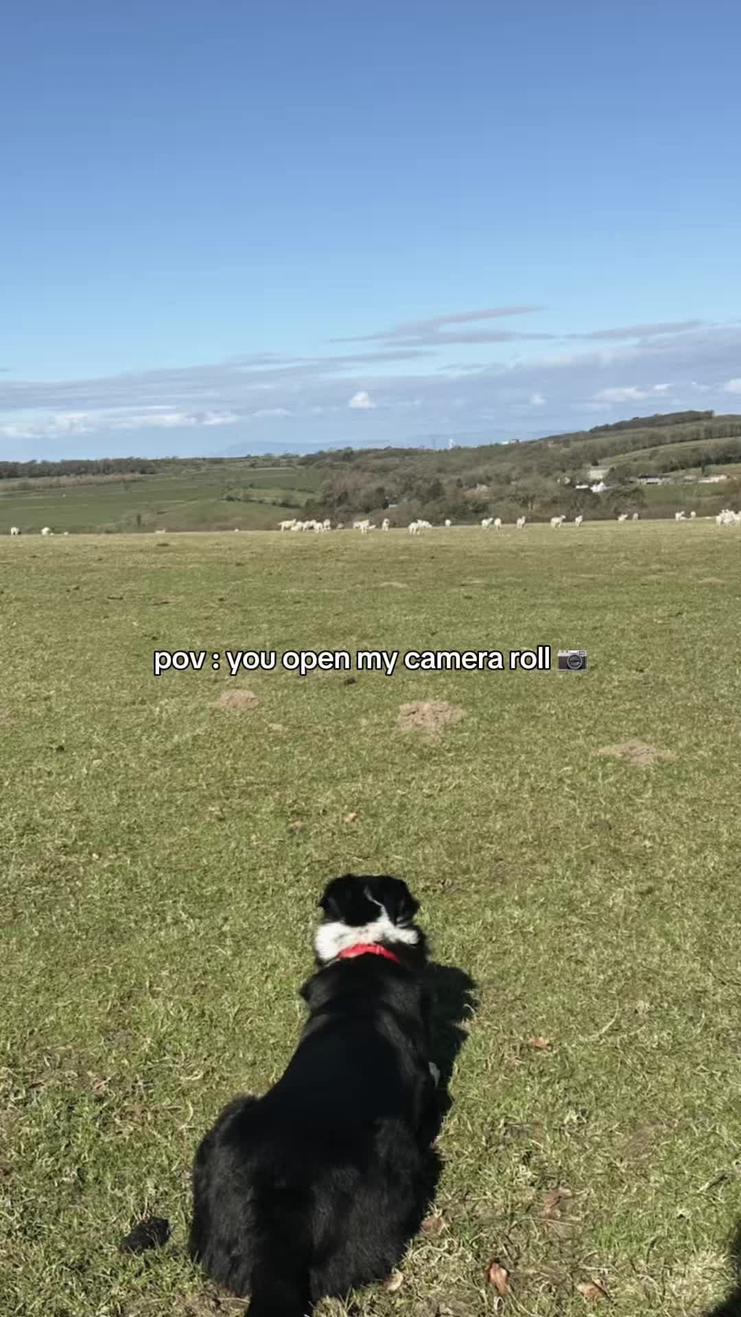 @Marti Border Collie Geek