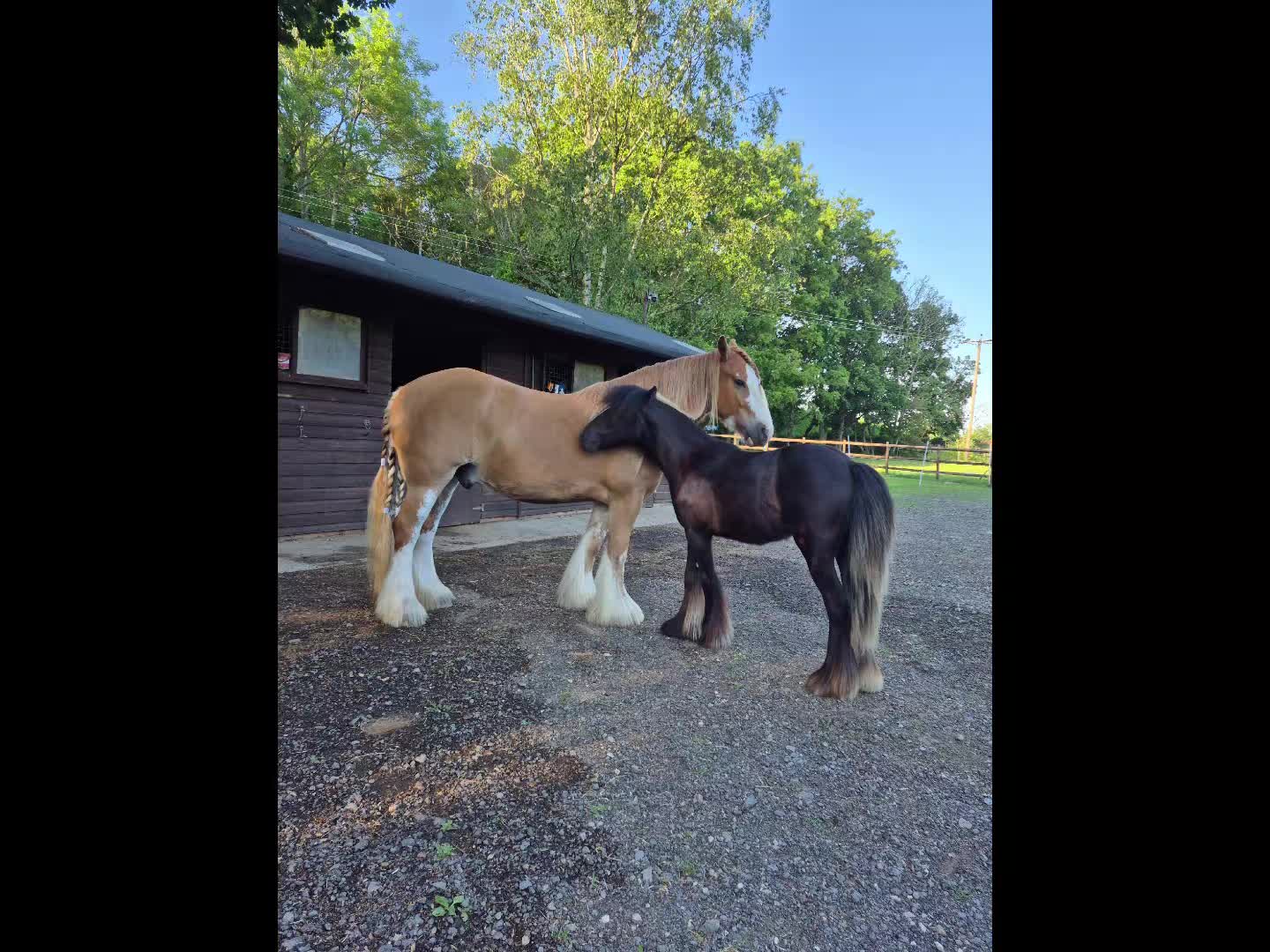 @KcPonyPals