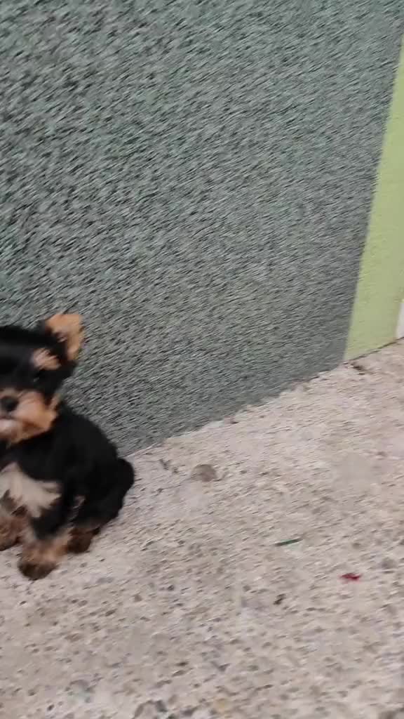 @Biewer Terrier World