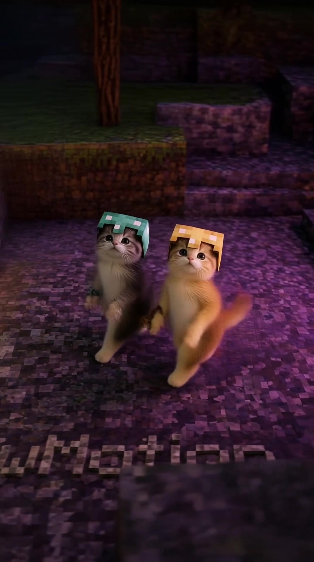 @meowmotion