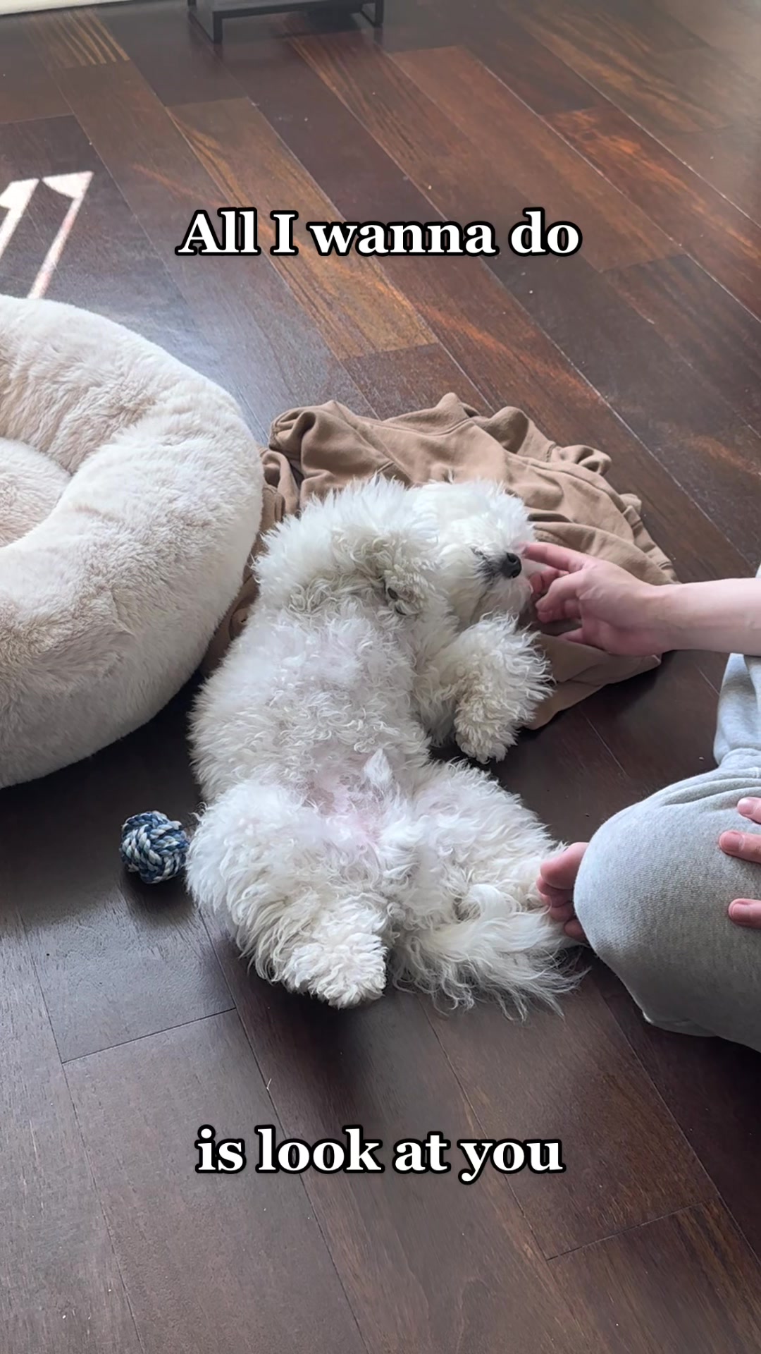 @Rui the Bichon