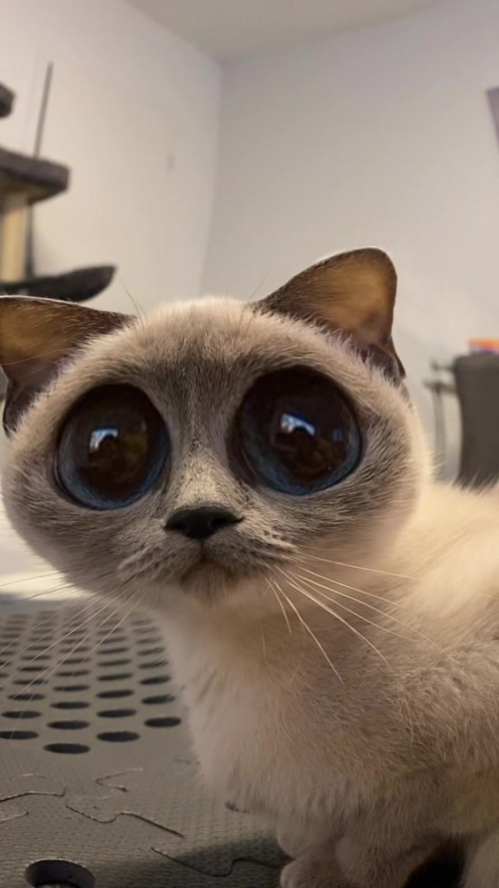 @TugbasCats