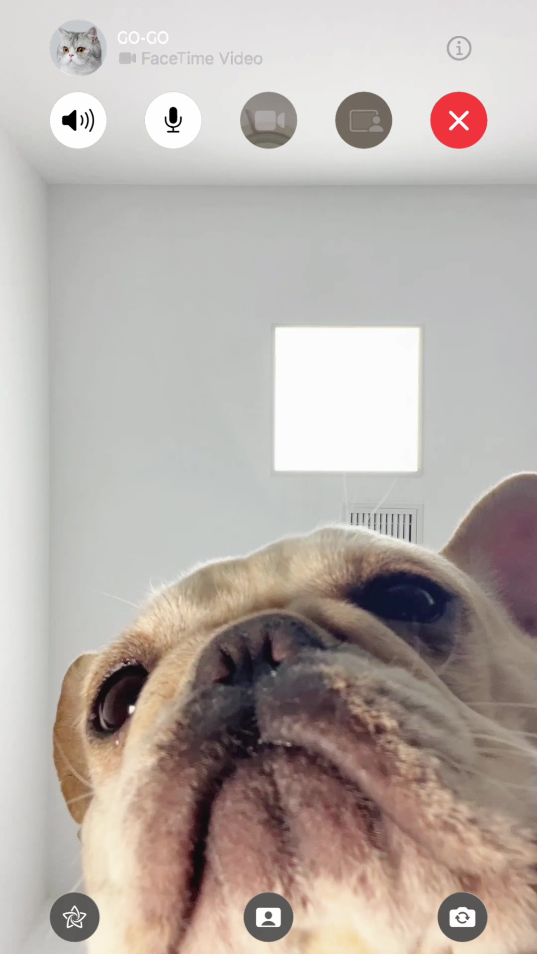 @Furbulous