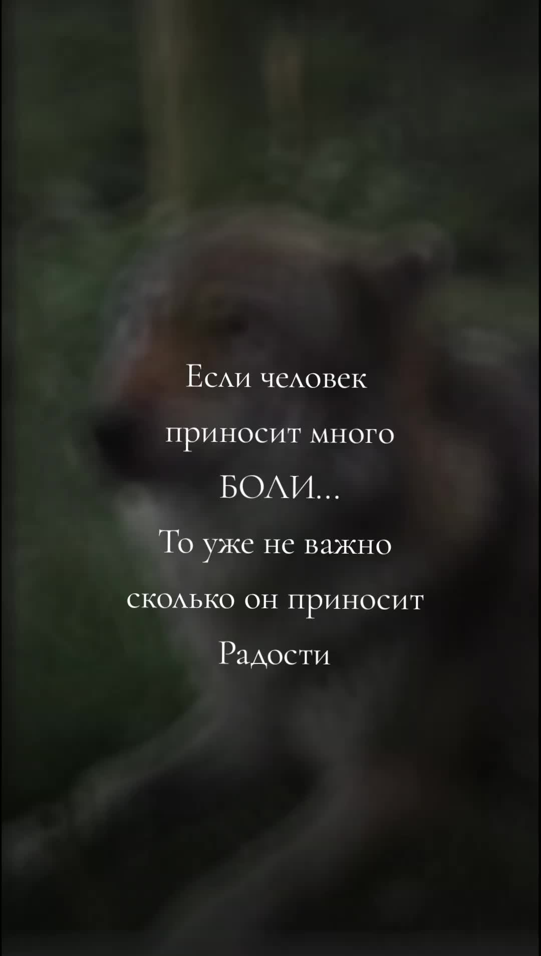 @Волчица и её волк❤️