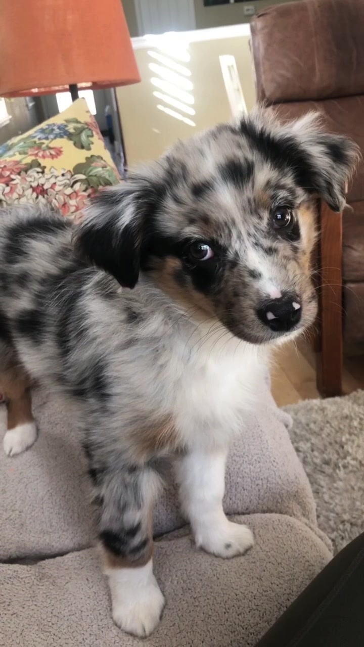 @denali_theaussiepup