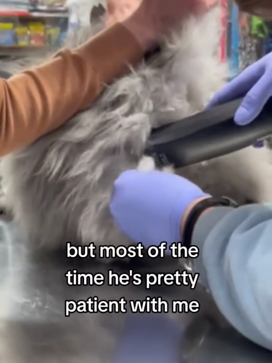 @Fluffy and Pixie