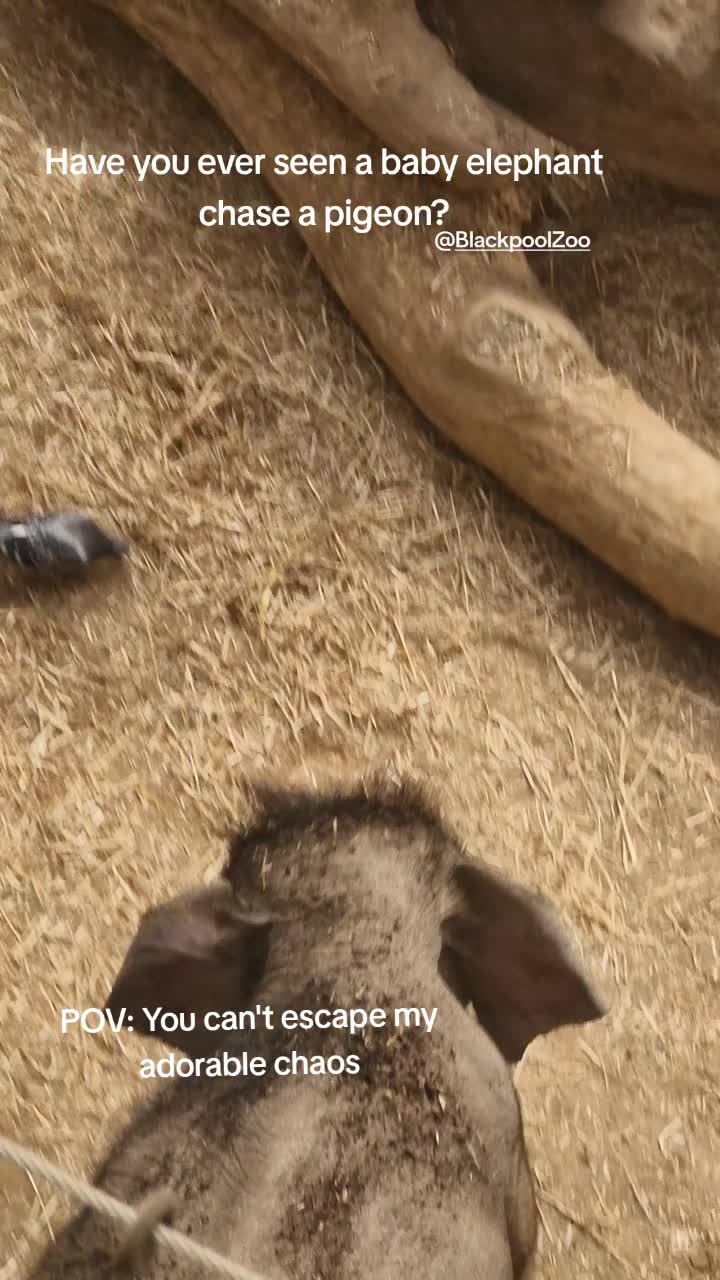 @Amber's Animal Adventures