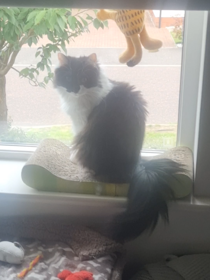 @2catlife