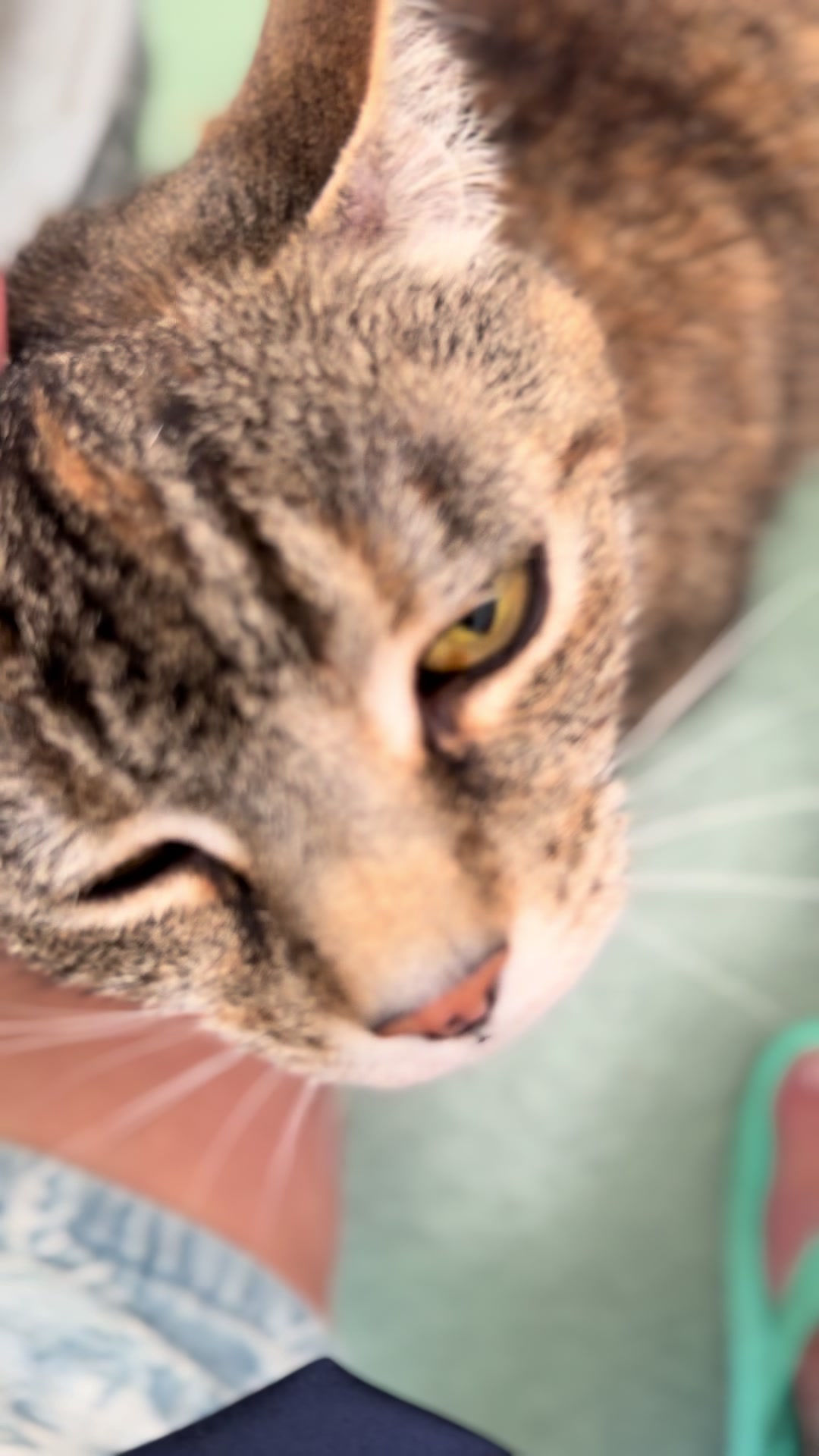 @Herongate Village Cattery