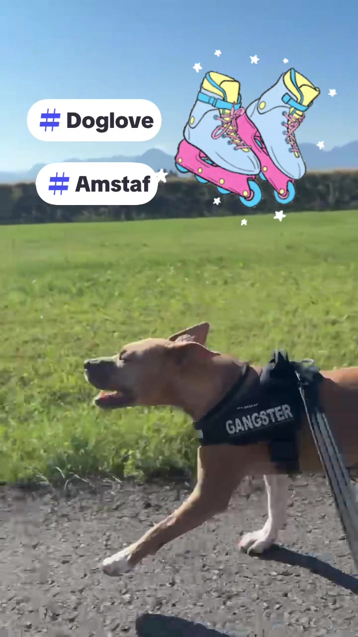 @Amstaff Tyson & Tayna &hearts;️