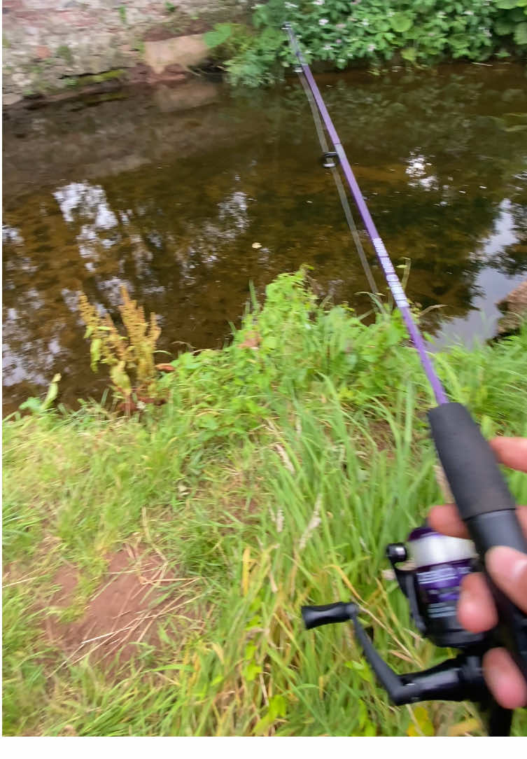 @alfie_fishes_