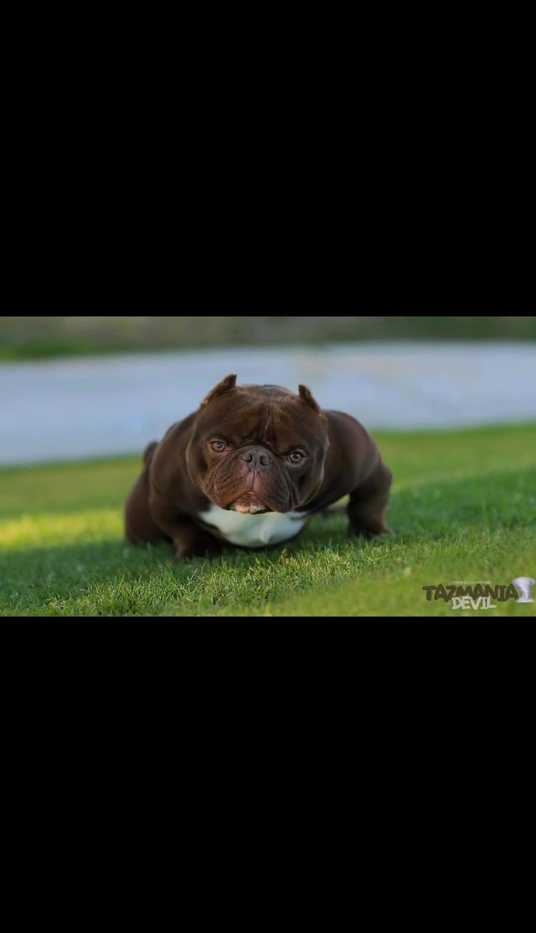 @dominantbluebullies