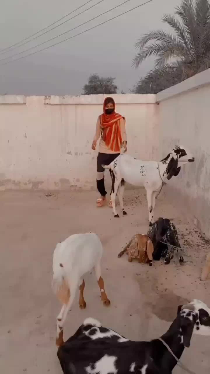 @aimamalik