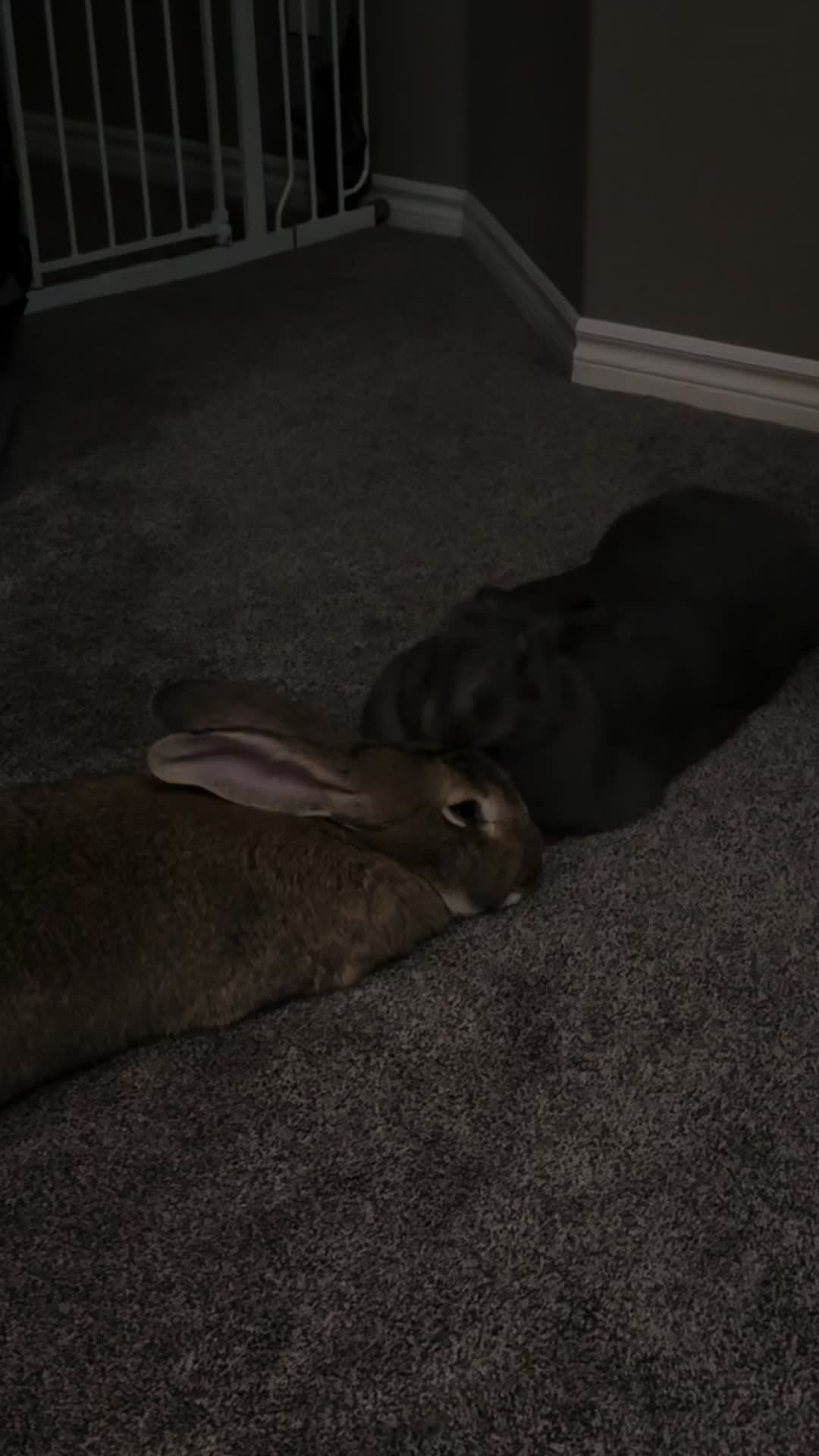 @🐰 Rex Rabbit Rex 🐰