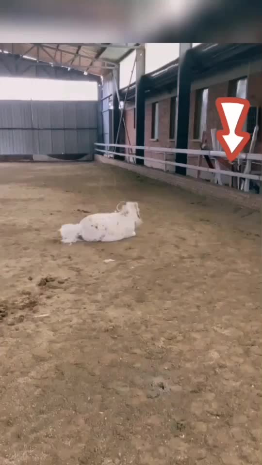 @Horse🐴🦄💕