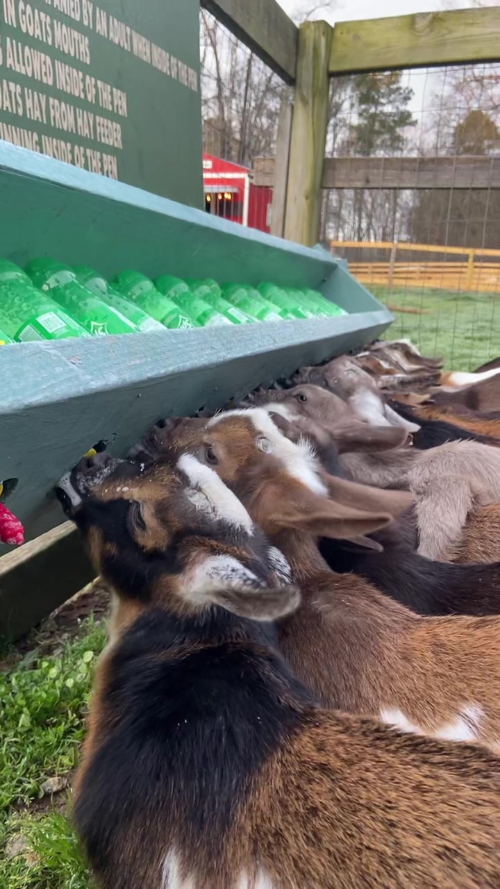@Goat Daddy's