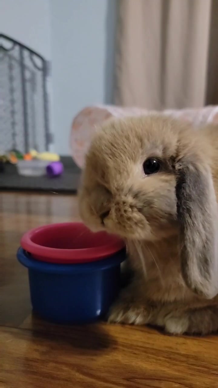 @Hunny Bunny