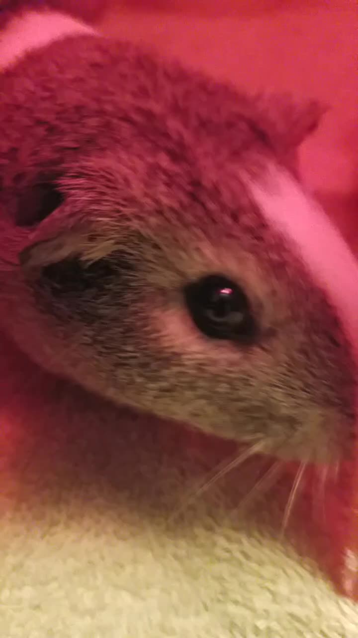 @Eggbert