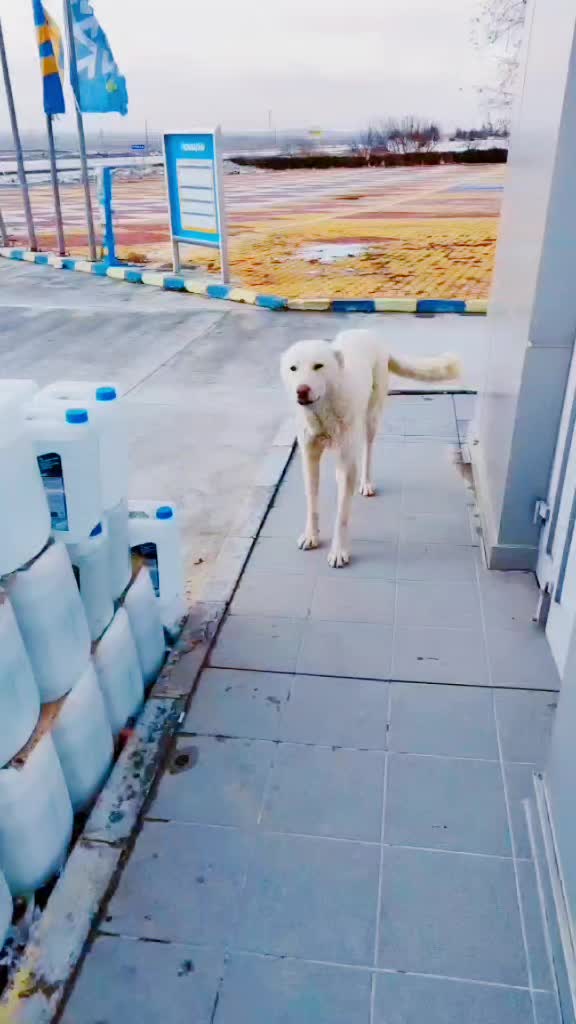 @Eminimgalibaaa