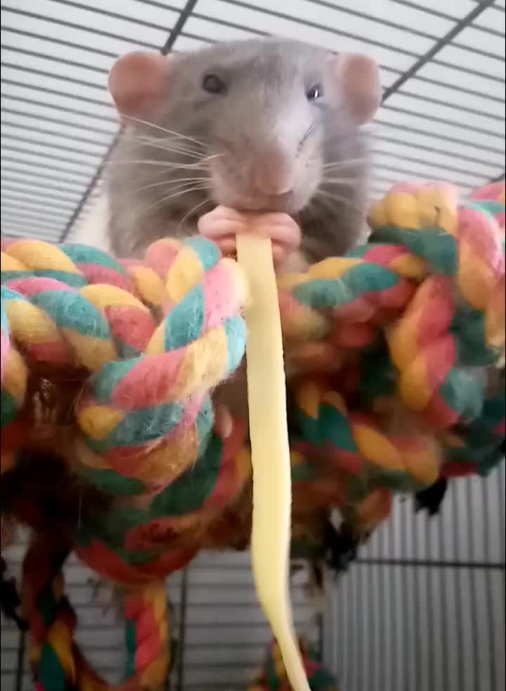@thecuriousrats