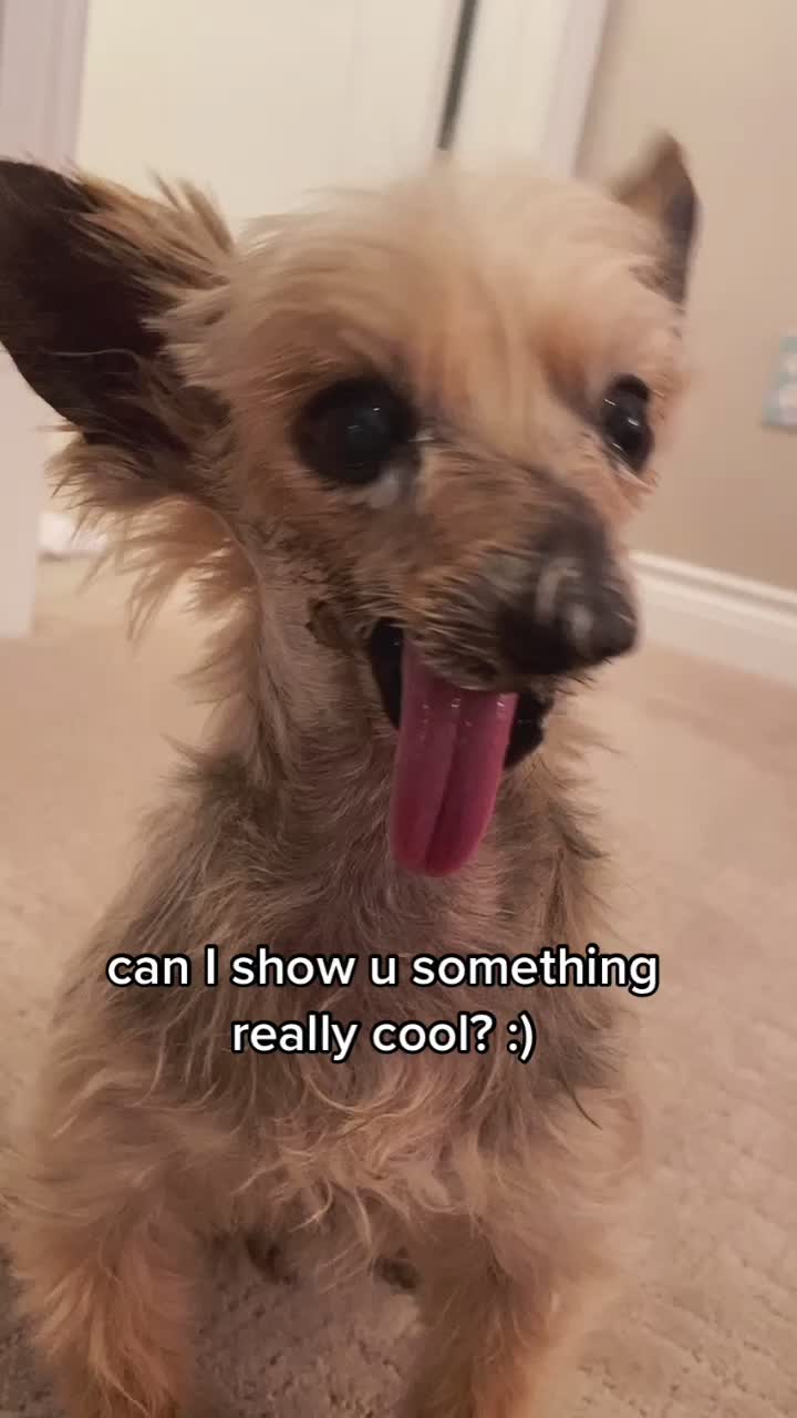 @Harlow the Yorkie