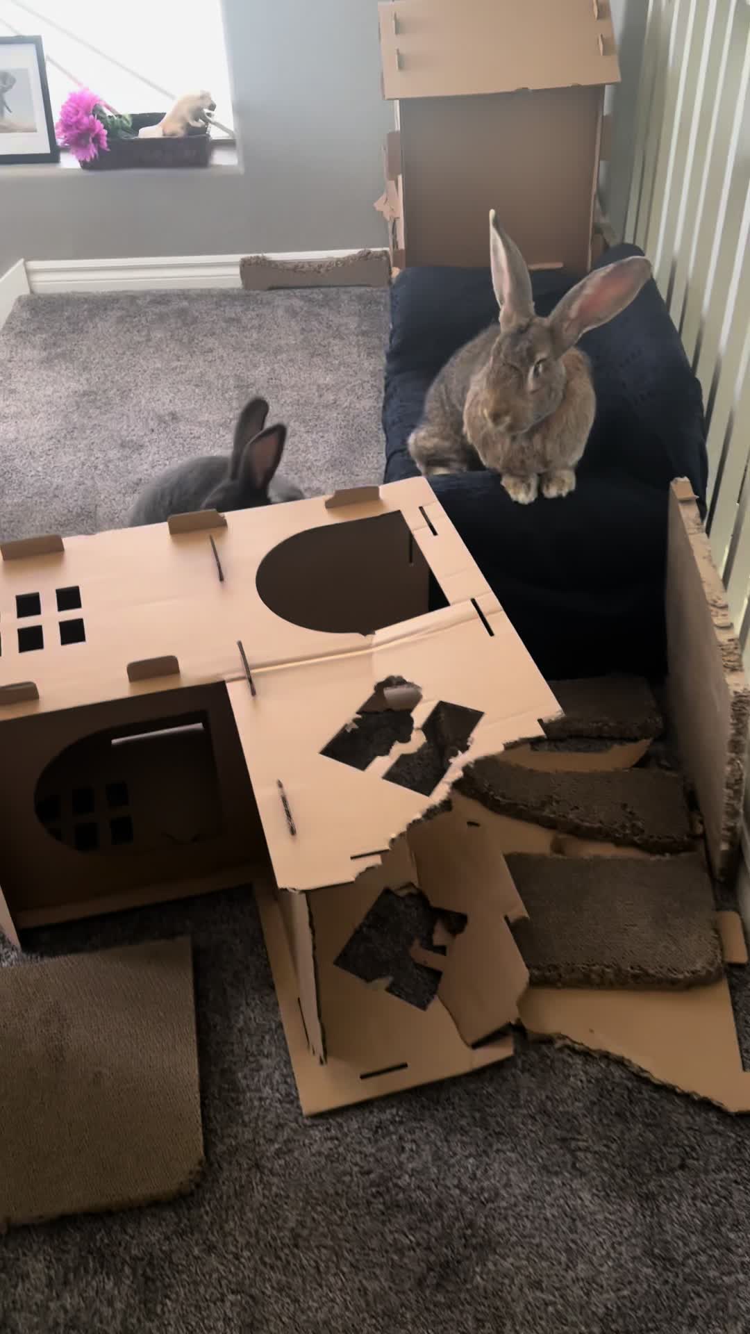 @🐰 Rex Rabbit Rex 🐰