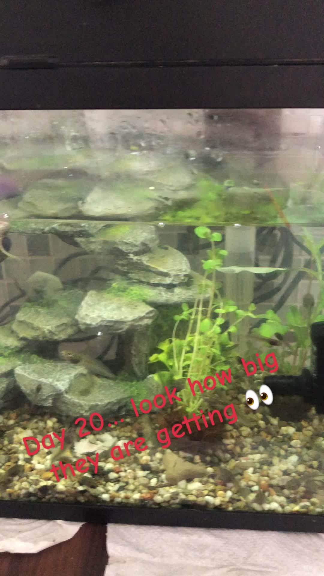 @Life With Tadpoles