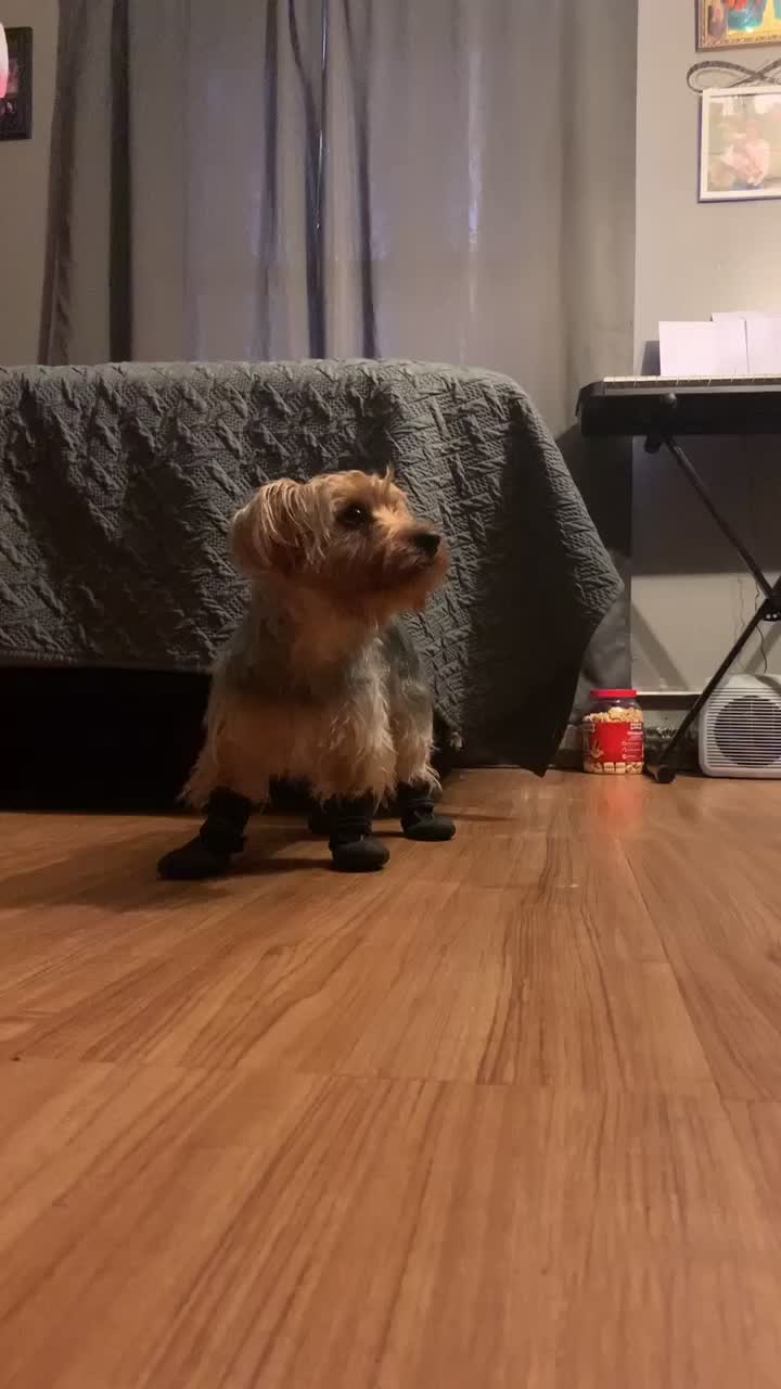 @tedtheyorkie